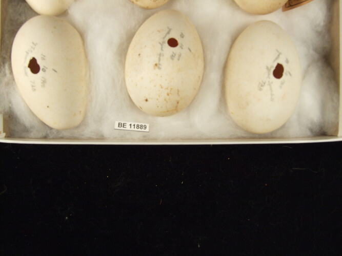 Close up of three bird eggs in box.