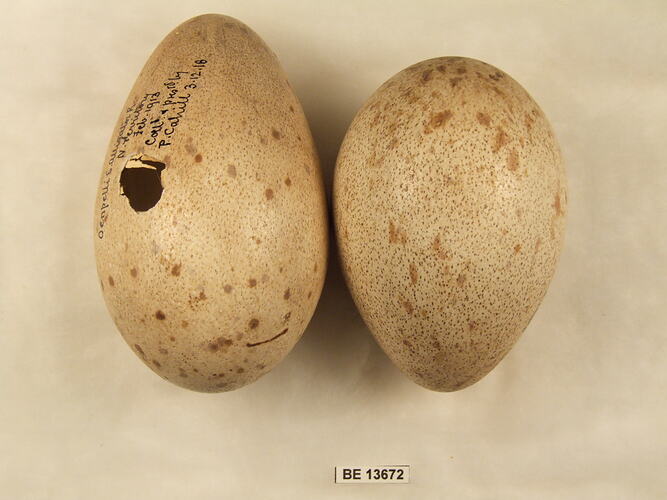 Two bird eggs with specimen label.
