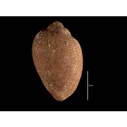 <em>Bullinus sisurnius</em>,  snail.  Paratype.  Registration no. F 26929.