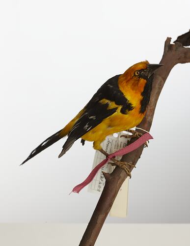Side view of yellow bird specimen mounted on bird.