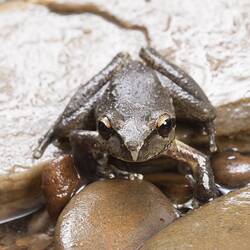 Brown frog with stripe down face on damp rocks.