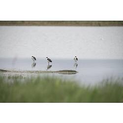 Three Masked Lapwings standing in shallow water.