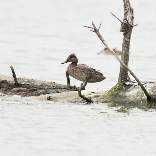 Freckled Duck.