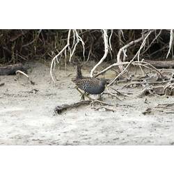 Brown bird with yellow legs walking on sand.