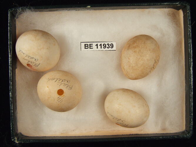 Four bird eggs with specimen label in box.