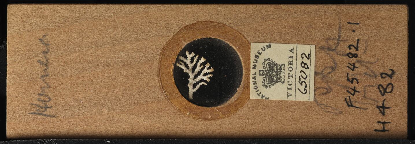 Bryozoan specimen in wooden microslide with handwritten labels.