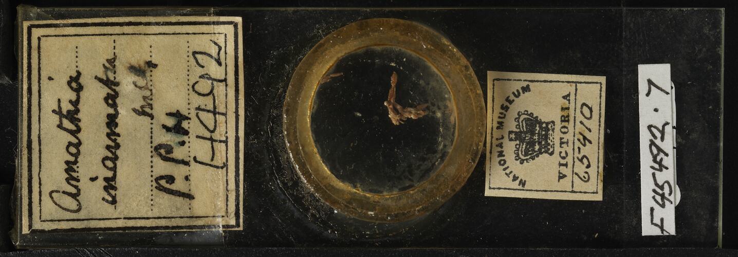Glass microslide with bryozoan specimen.