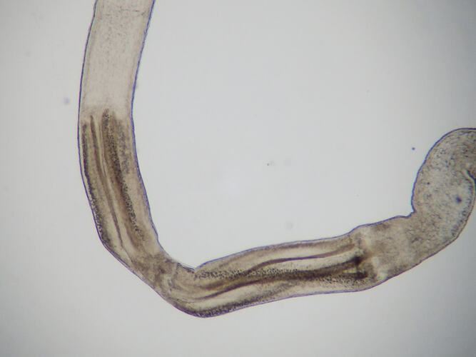 Detail of section of narrow worm specimen.