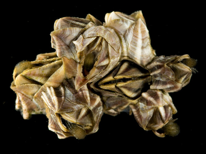 Cluster of barnacles against black background.