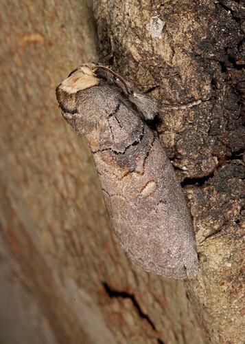 <em>Discophlebia lucasii</em>, moth. Budj Bim Cultural Heritage Landscape, Victoria.