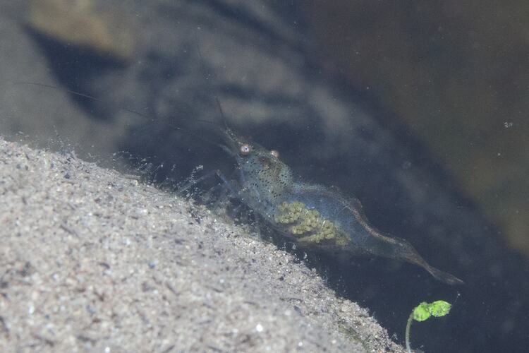 Freshwater shrimp standing on rock in stream.