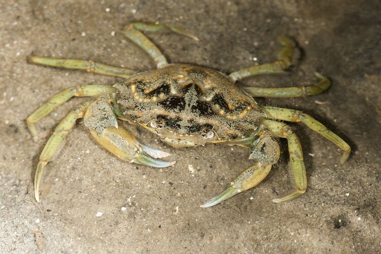 Dorsal view of crab on sand.