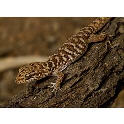 Side view of mottled brown gecko on bark.