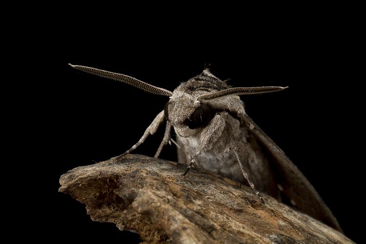 Close up of brown moth face and antennae.