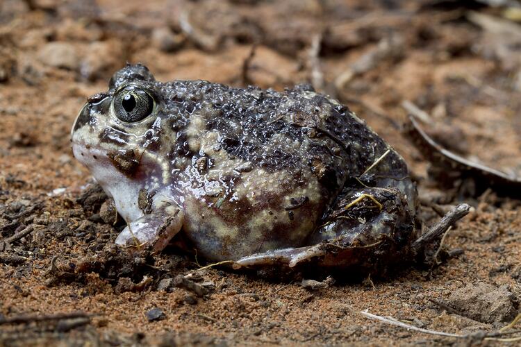 Common Spadefoot Toad.