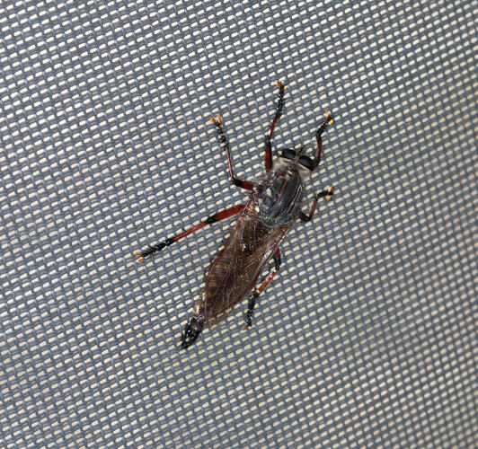 Black and red flying insect on white mesh.