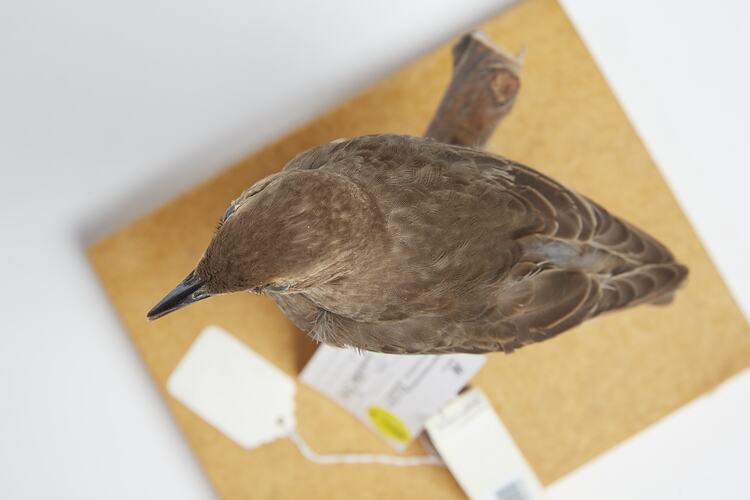 <em>Sturnus vulgaris vulgaris</em>, Common Starling, mount.  Registration no. B 32334.