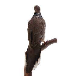 Rear view of mounted dove specimen.