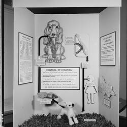 Glass Negative - Hyatid Parasite Display at the Institute of Applied Science (Science Museum), Melbourne, circa 1960s