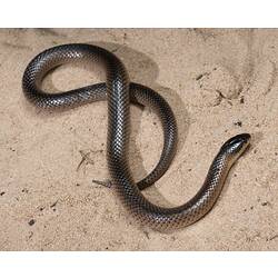 Glossy brown and beige snake on sand.