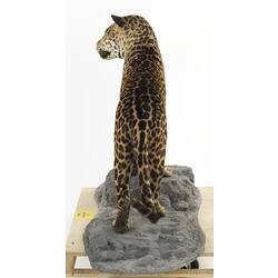 Rear view of mounted Jaguar specimen.