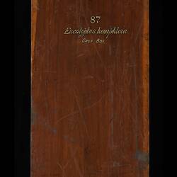 Timber Sample - Grey Box, Eucalyptus microcarpa, Victoria, 1885