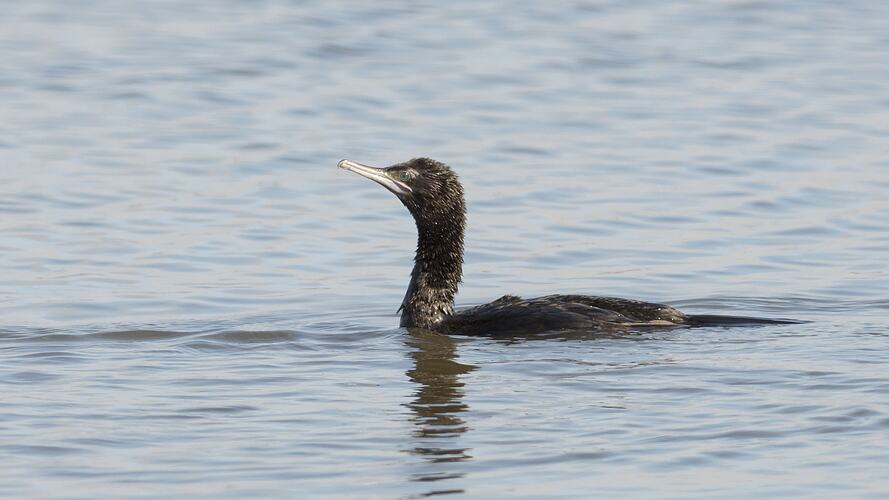 Black bird sitting low in water.