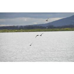 White birds with black heads in flight over water.