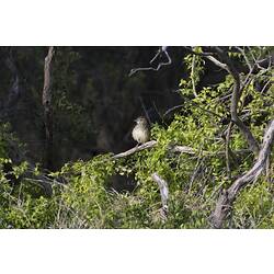 Brown bird with black streaks on side of breast on branch.