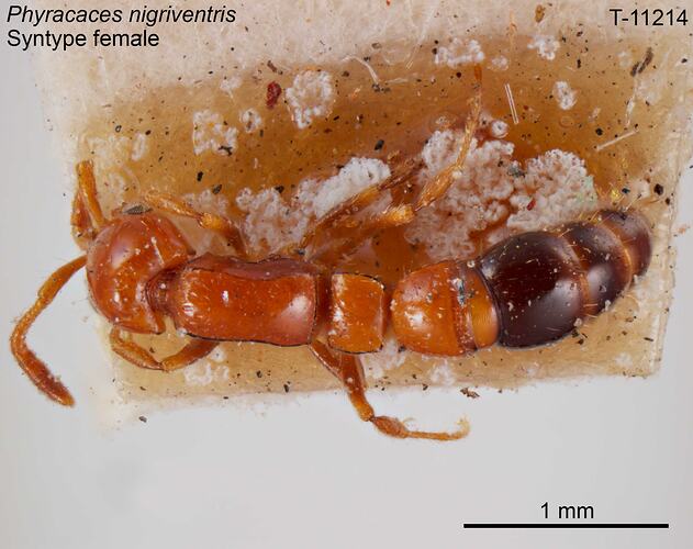 Ant specimen, female, dorsal view.