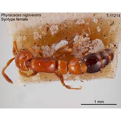 Ant specimen, female, dorsal view.
