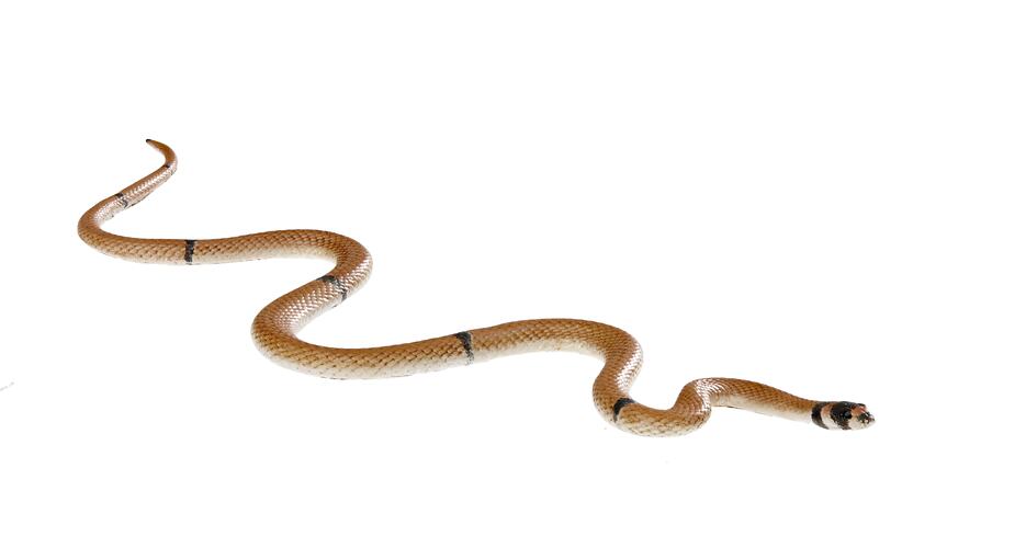 Cast model of brown snake with black markings on head.