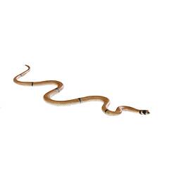 Cast model of brown snake with black markings on head.