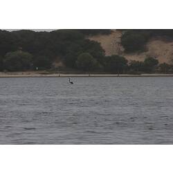 <em>Cygnus atratus</em>, Black Swan. Gippsland Lakes, Victoria.
