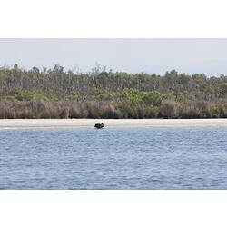<em>Cygnus atratus</em>, Black Swan. Gippsland Lakes, Victoria.