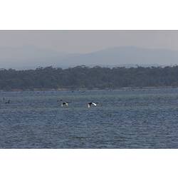 <em>Cygnus atratus</em>, Black Swan. Gippsland Lakes, Victoria.