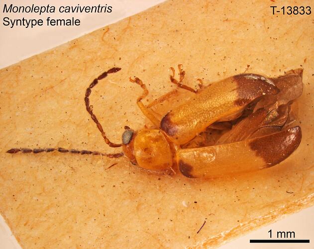 Beetle specimen, dorsal view.