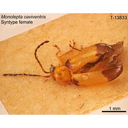 Beetle specimen, dorsal view.