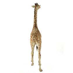 Rear view of juvenile giraffe specimen.