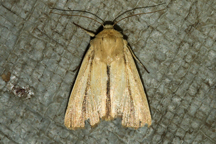 <em>Leucania diatrecta</em>, moth. Murray Explored Bioscan.