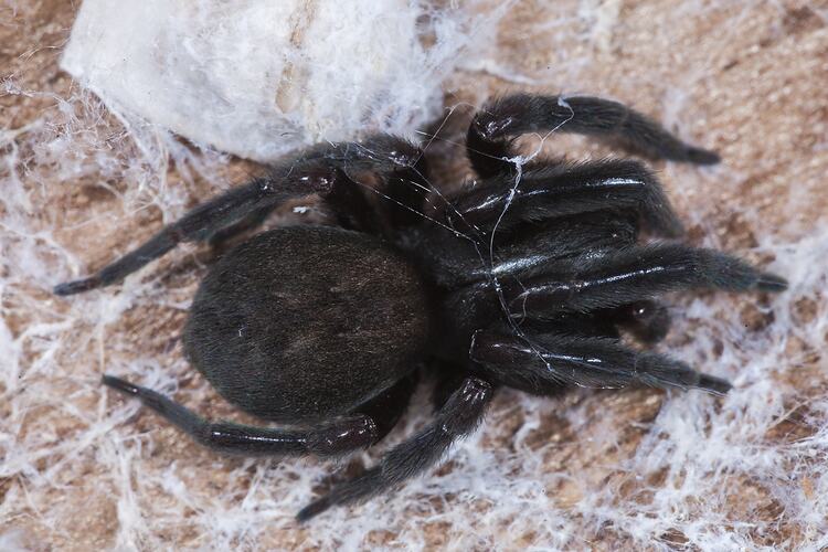 Black spider with white web material, dorsal view.