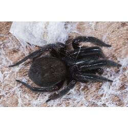 Black spider with white web material, dorsal view.