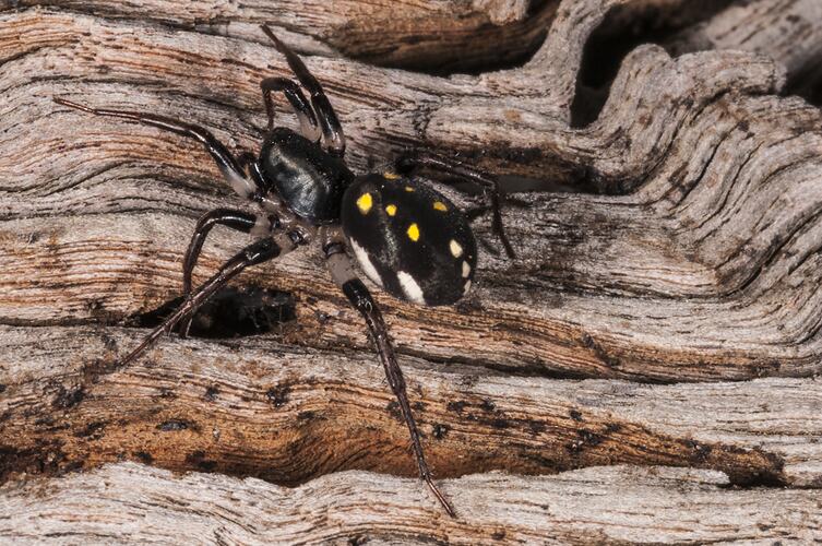 <em>Habronestes</em> sp., ant spider. Neds Corner, Victoria.