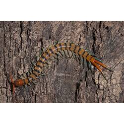 Scolopendridae, Scolopendrid Centipede