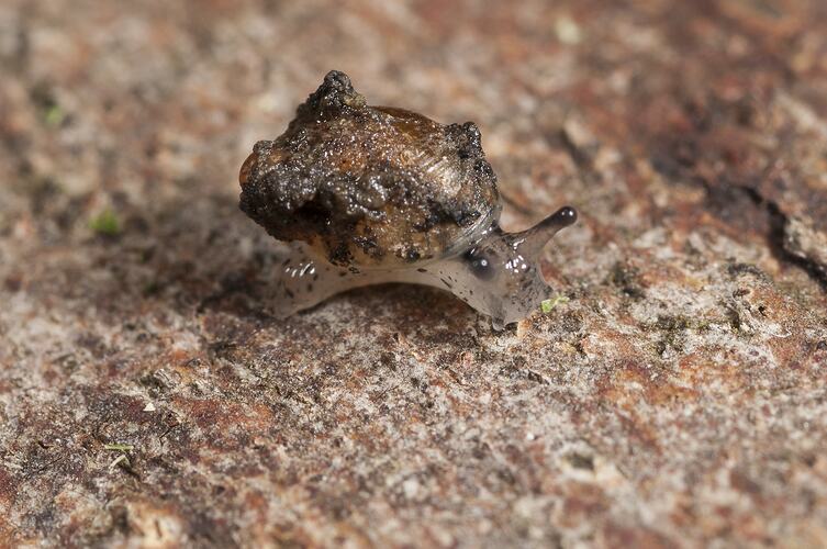 <em>Succinea australis</em>, Amber Snail. Murray Explored Bioscan. [F 234886]