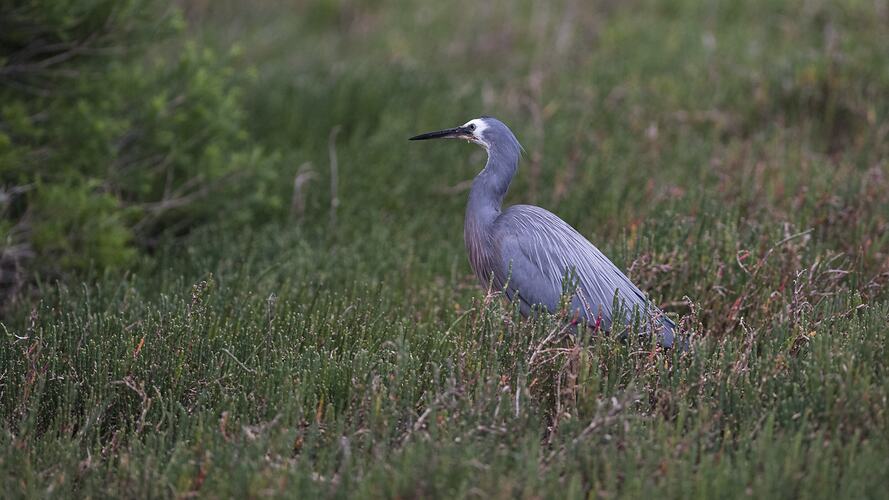 Side view of grey heron with white face on ground.