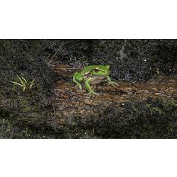 Green frog on rock.