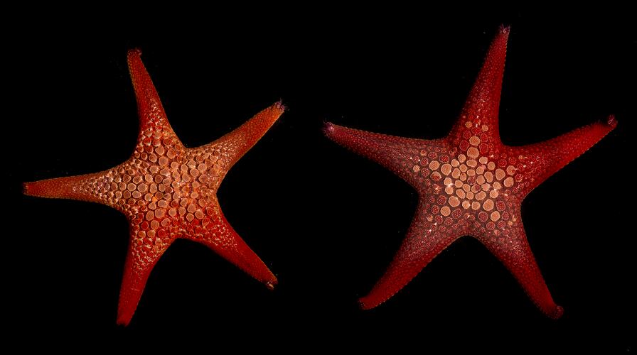 Two orange-red seastars.