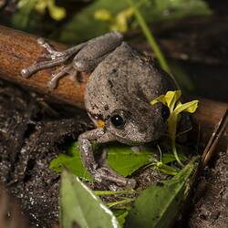Brown-grey frog on damp vegetation.