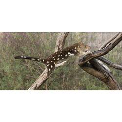 Spotted-tailed Quoll.